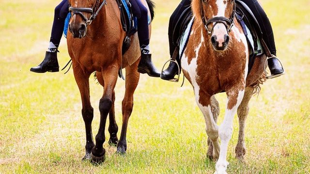 Ferienspiele: Ein Tag auf dem Ponyhof!